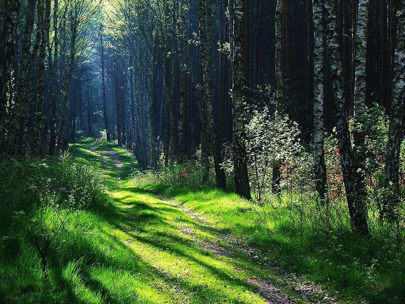 Forest Path in Sunlight — Green, Serene, Morning, Photograph, Trees, Grass, Brown