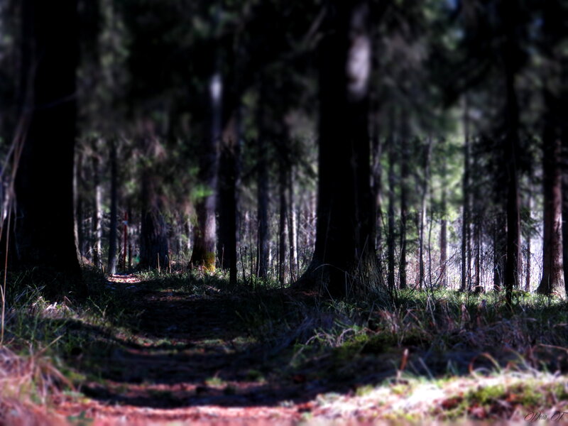 Forest Path in Sunlight — Green, Serene, Morning, Photograph, Trees