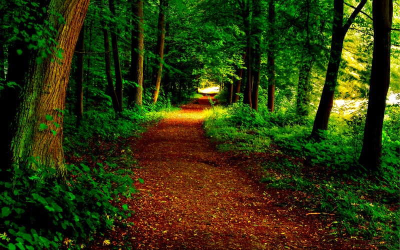 Forest Path in Sunlight — Green, Serene