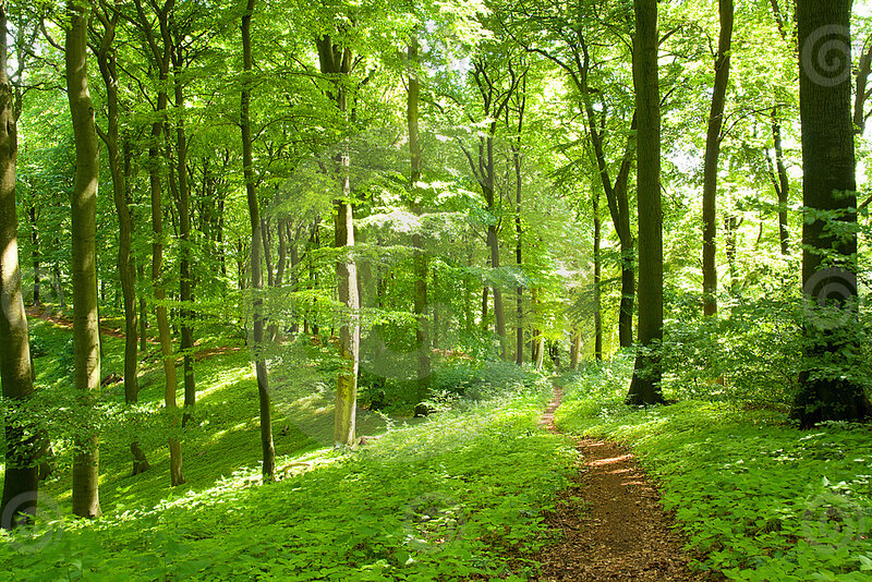 Forest Path in Sunlight — Green