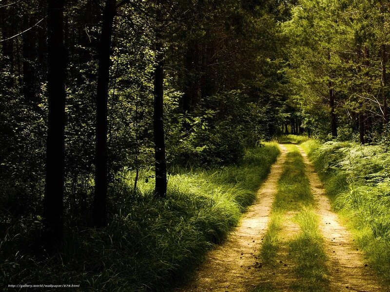 Forest path in sunlight