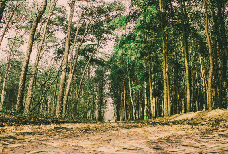 Forest path in the woods