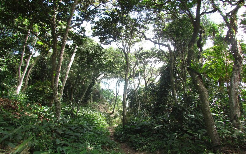 Forest path in tropical jungle