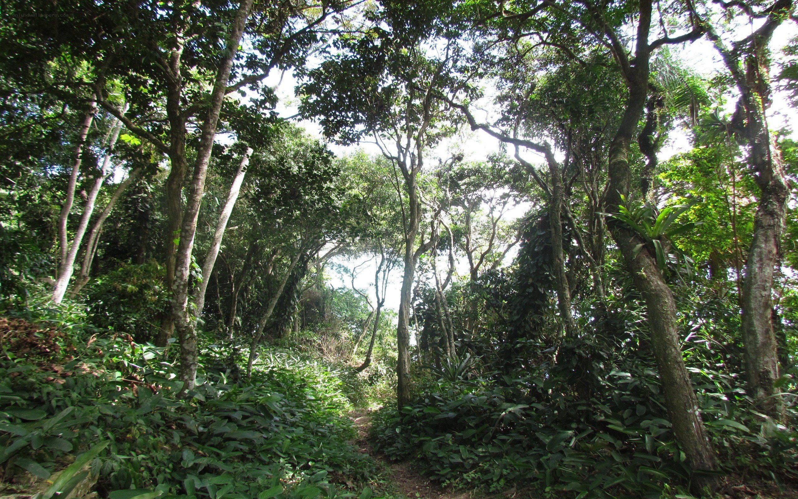 Forest path in tropical jungle