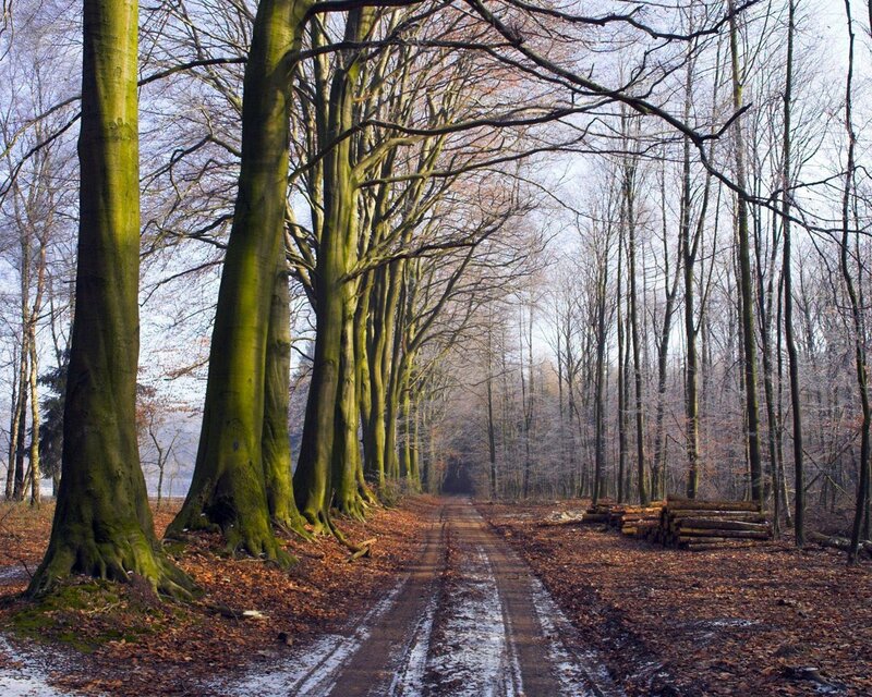 Forest path in winter