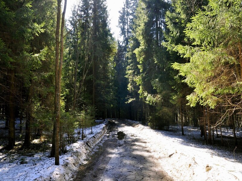 Forest path in winter
