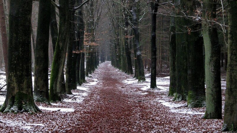 forest path in winter