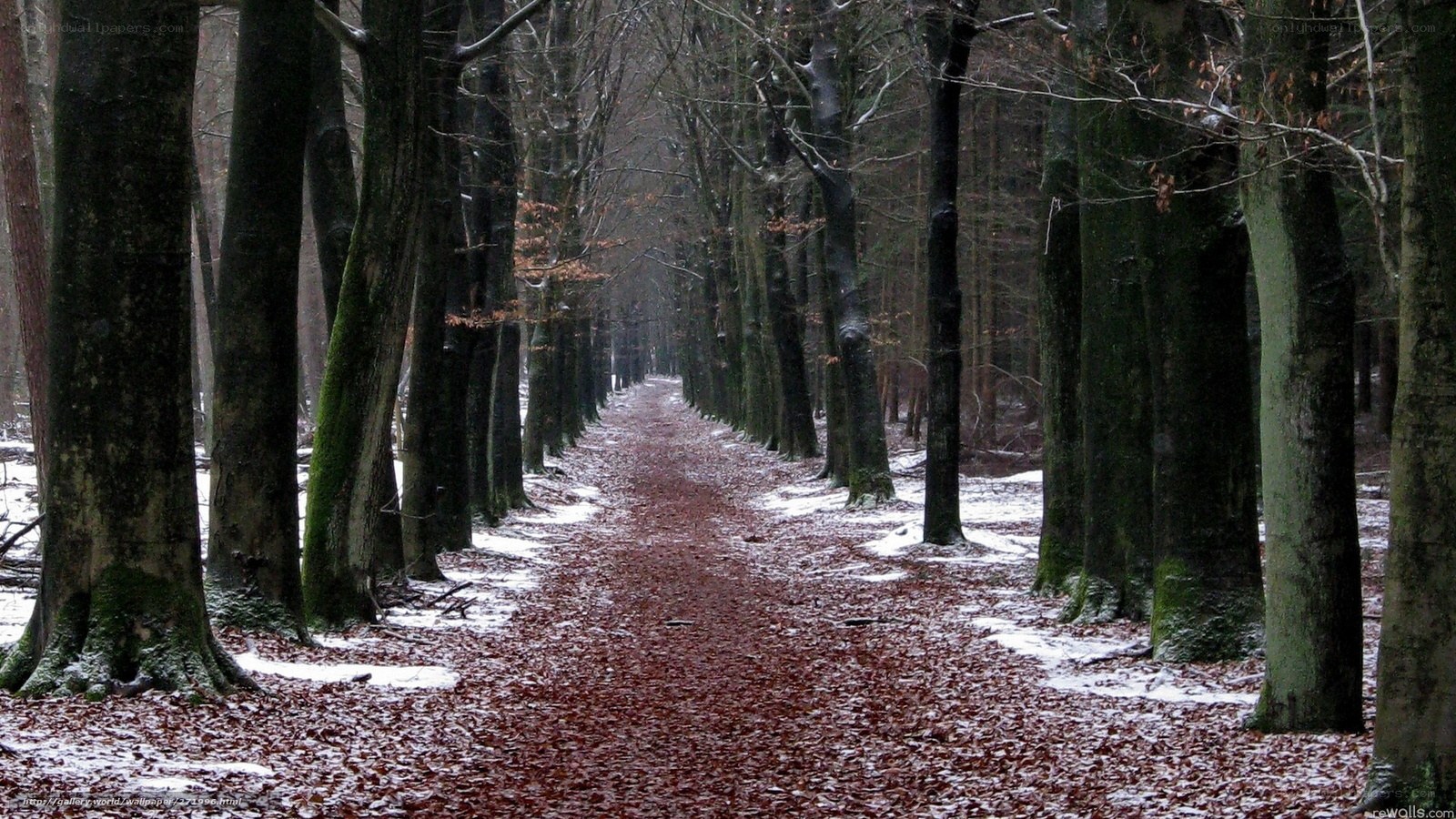 Forest path in winter