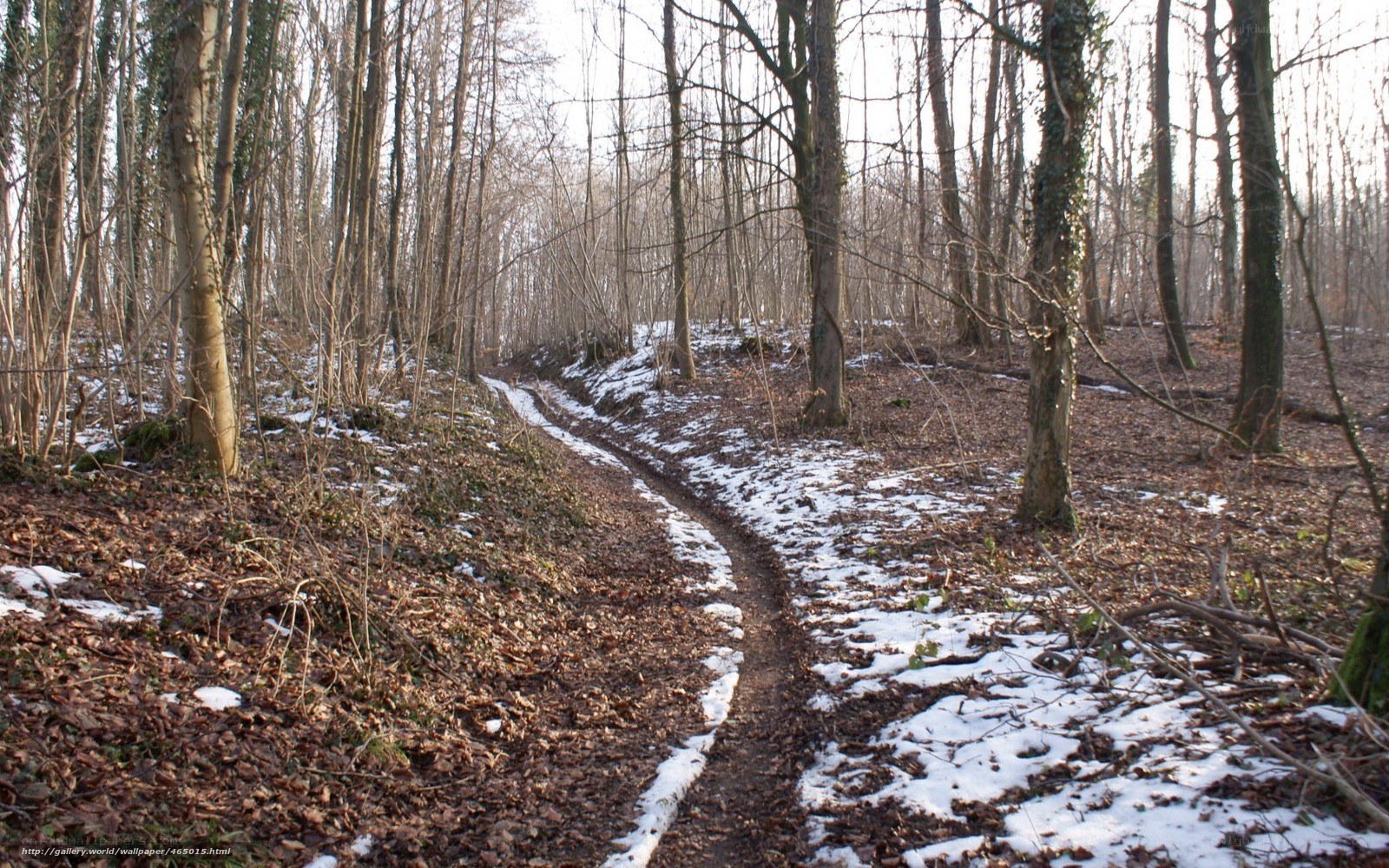 Forest path in winter
