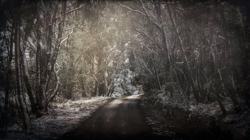 Forest Path in Winter — Black