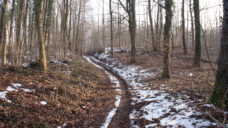 Forest Path in Winter — Brown, Quiet