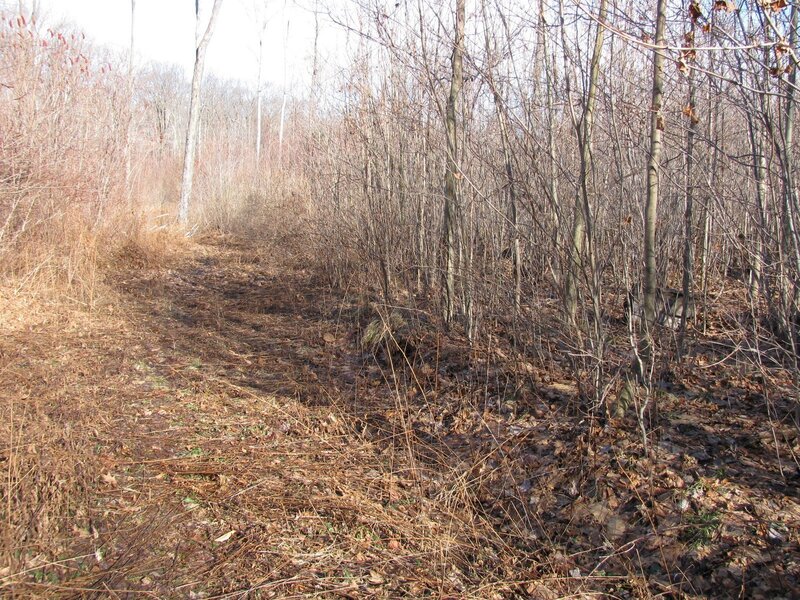 Forest Path in Winter — Brown