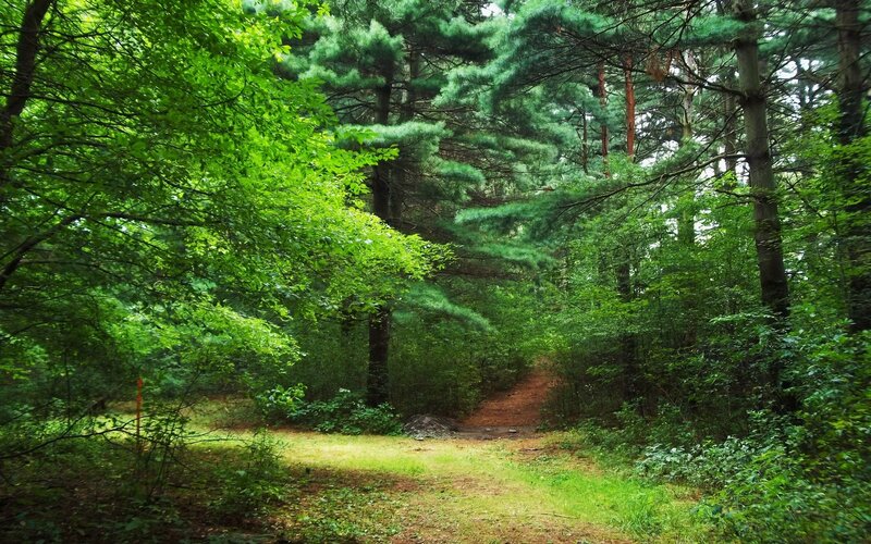 Forest Path in Woodland