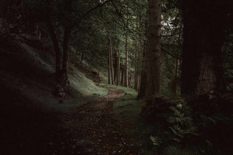 Forest Path in Woods — Green, Dark