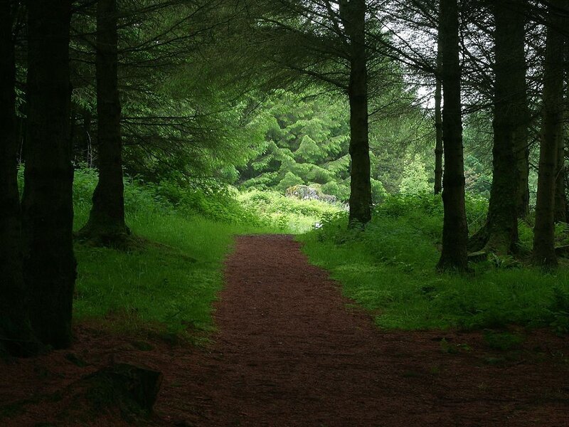 Forest Path in Woods — Green, Serene, Afternoon, Photograph, Trees