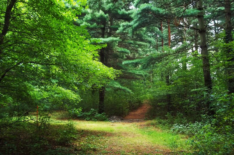 Forest Path in Woods — Green, Serene, Afternoon