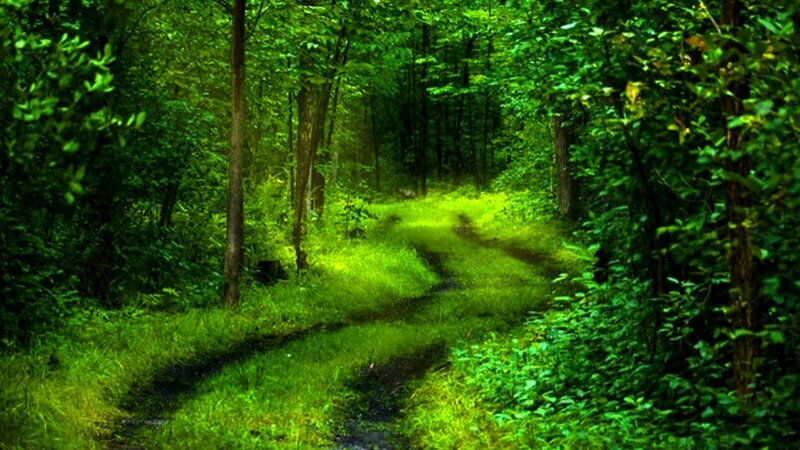 Forest Path in Woods — Green, Serene