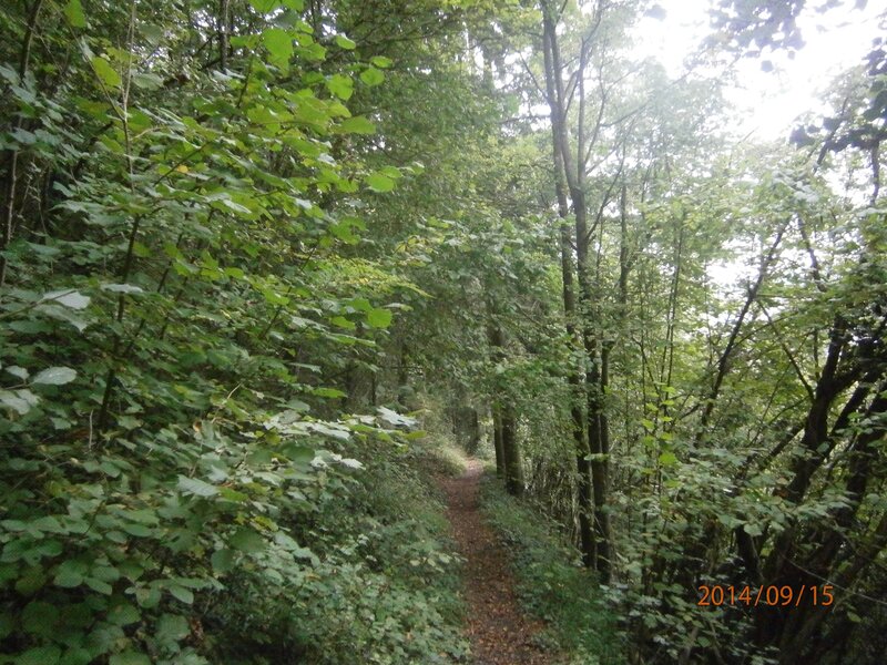 Forest Path in Woods — Green