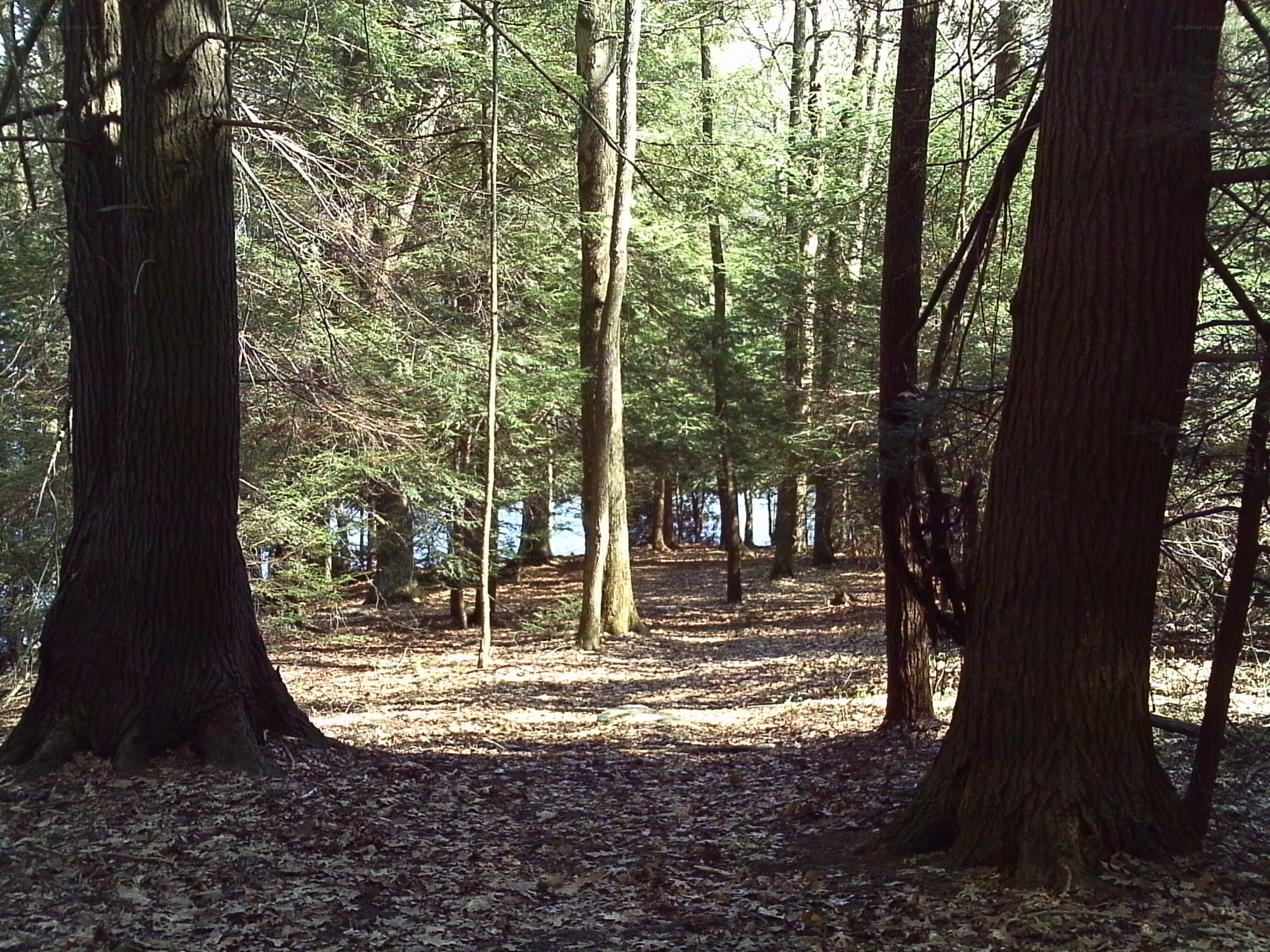 Forest path leading to a lake