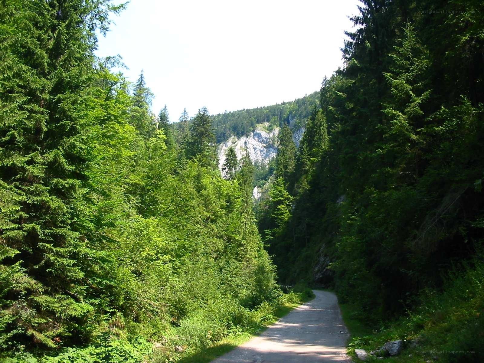 Forest path leading to a rocky cliff