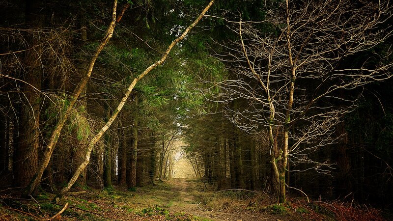 Forest path leading to light