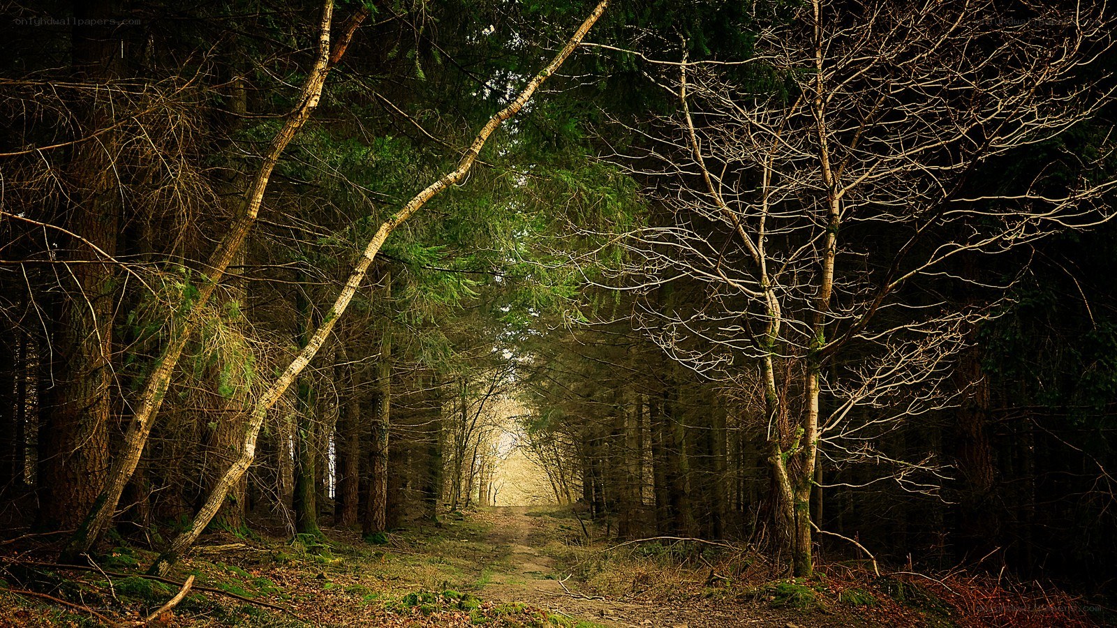 Forest path leading to light