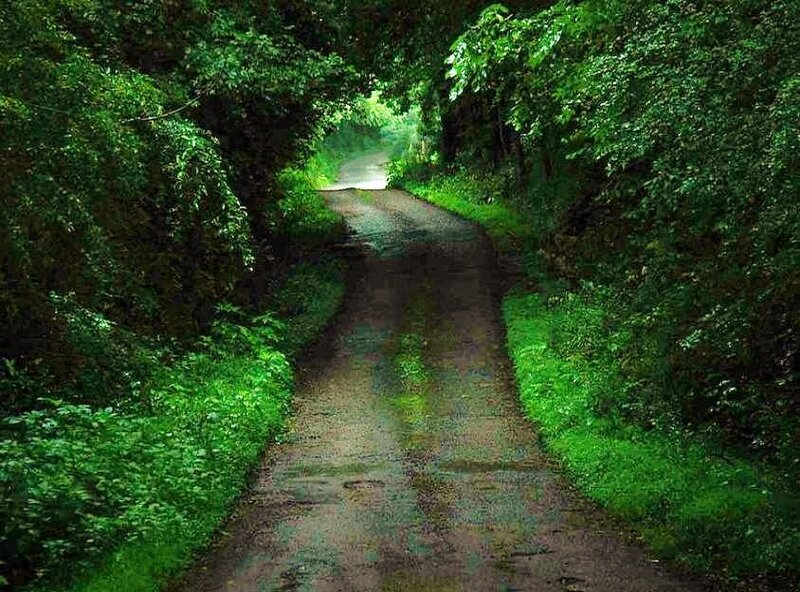 forest path leading to light