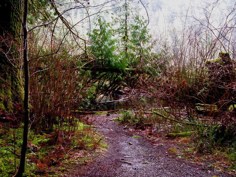 Forest path near a stream