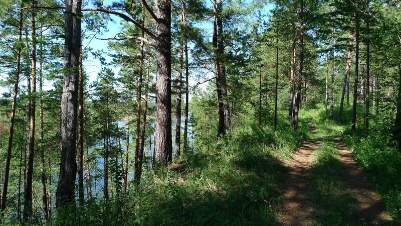 Forest Path Near Lake — Green, Serene, Afternoon