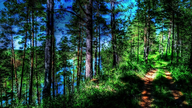 Forest Path Near Lake — Green, Serene