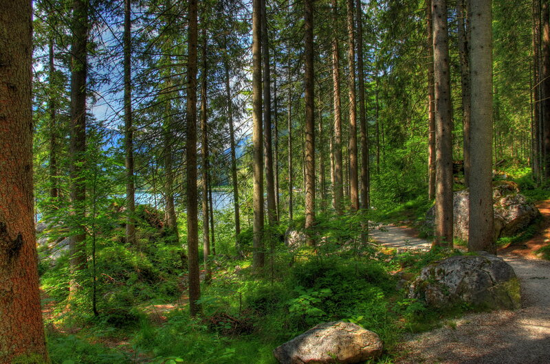 Forest Path Near Lake — Green