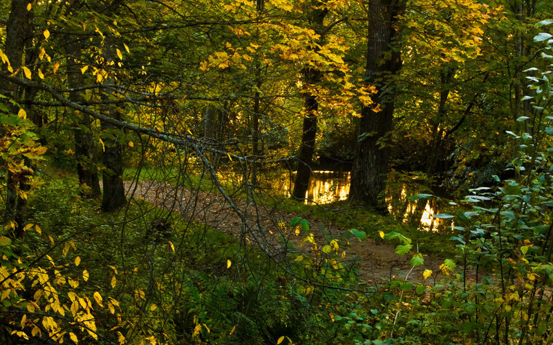 Forest Path Near River — Green