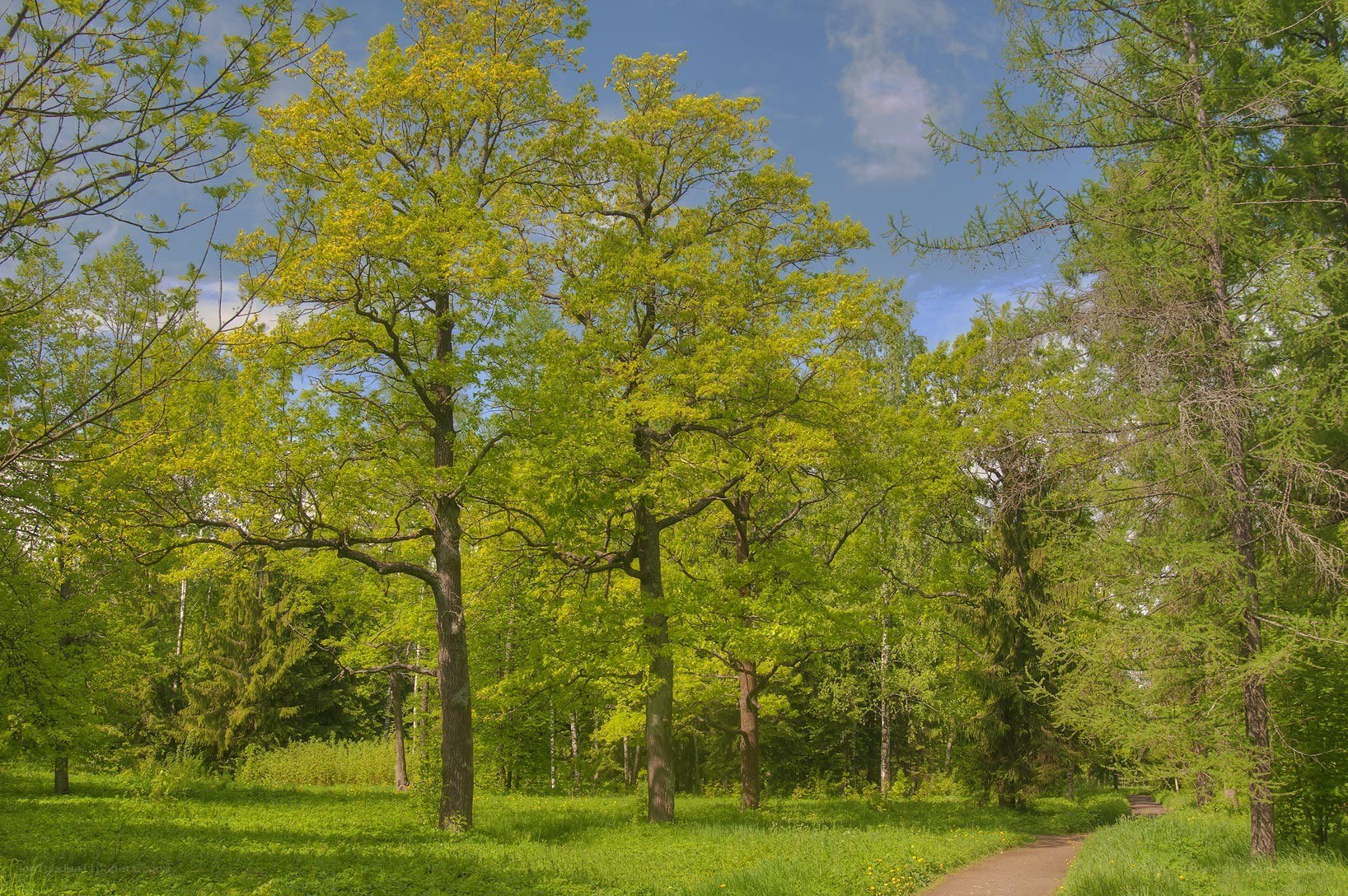 Forest path on a sunny day