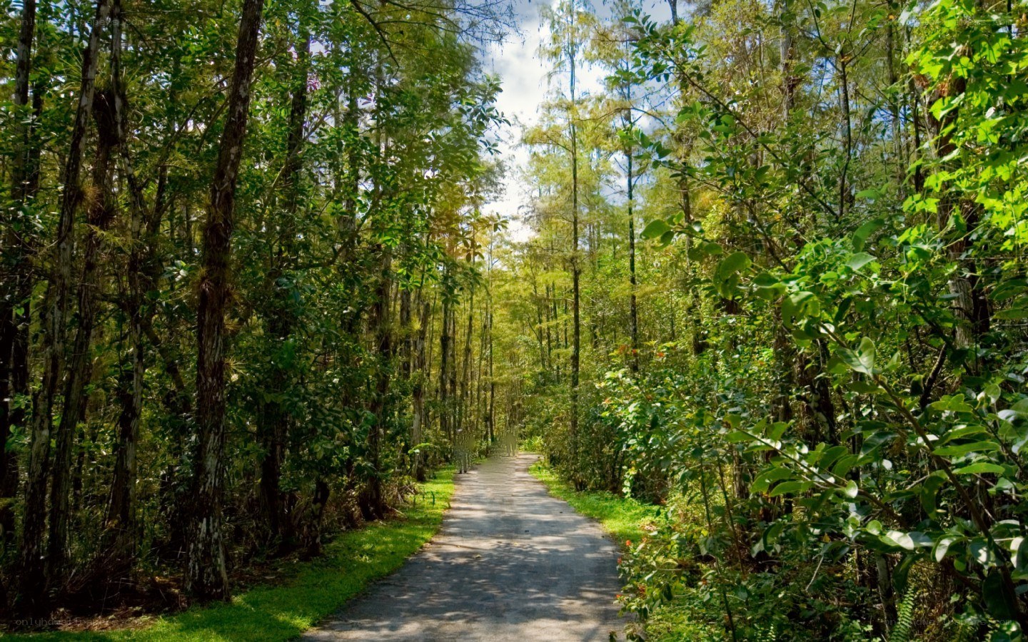 Forest path on a sunny day