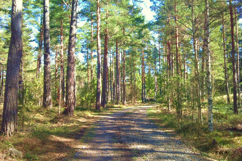Forest path on a sunny day