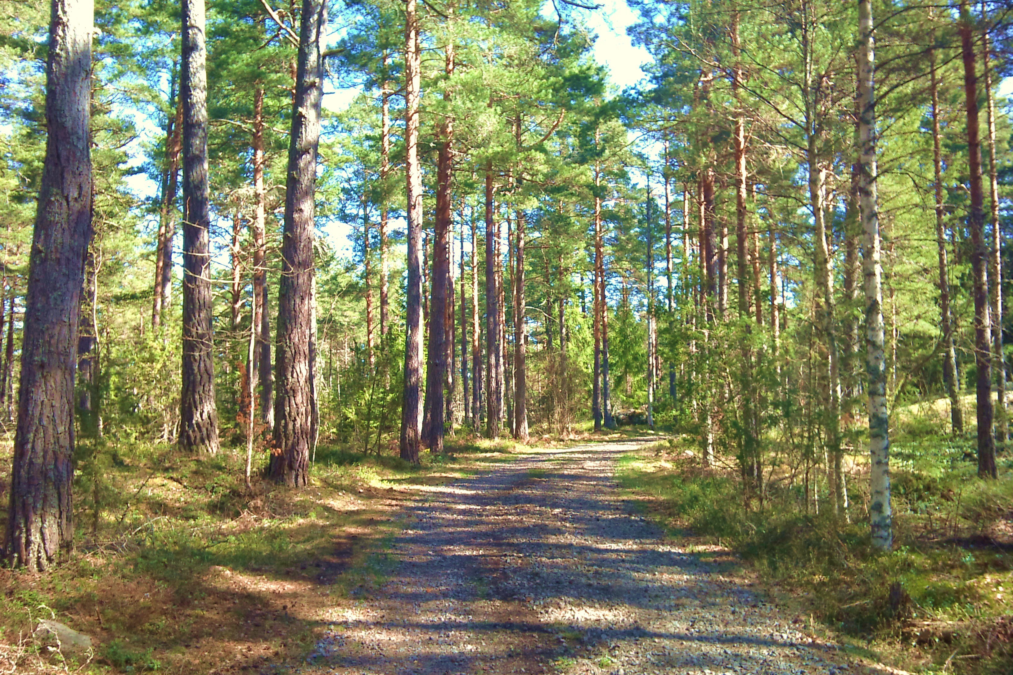 Forest path on a sunny day