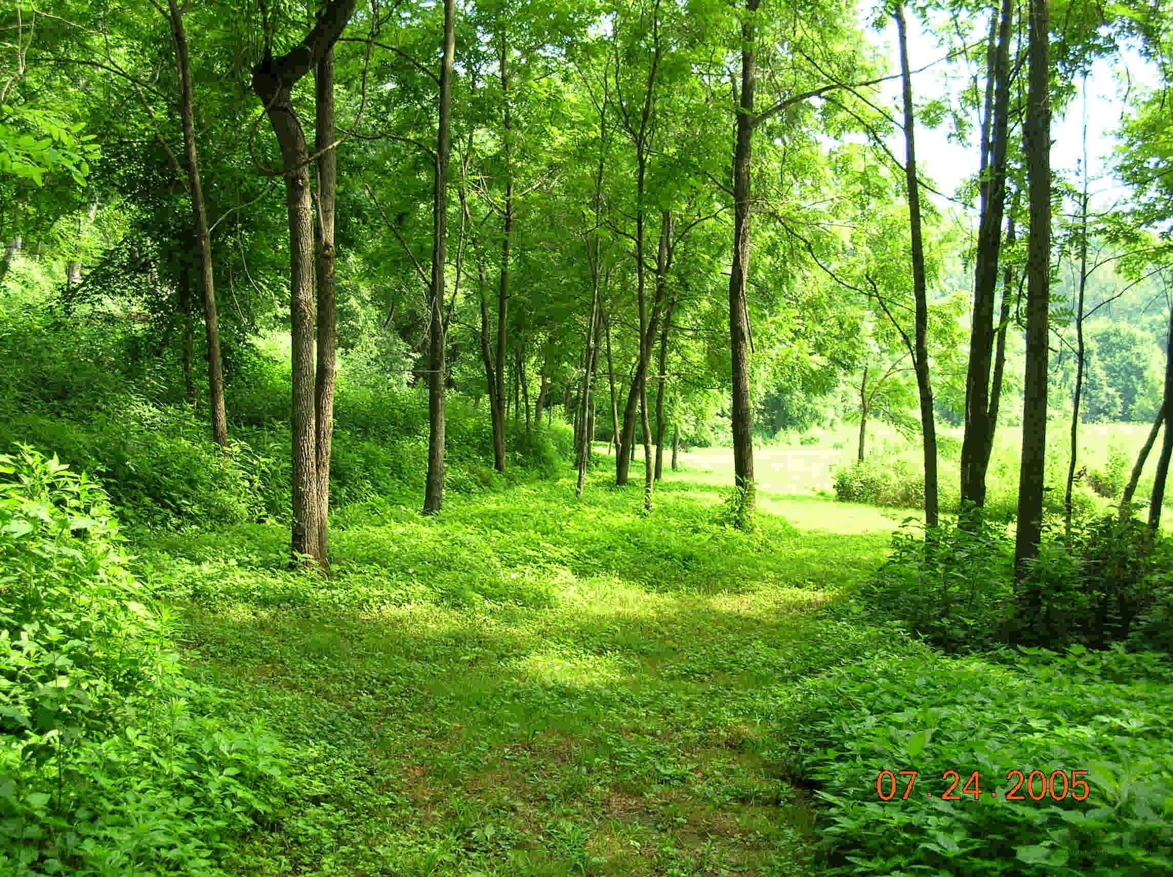 Forest path on a sunny day