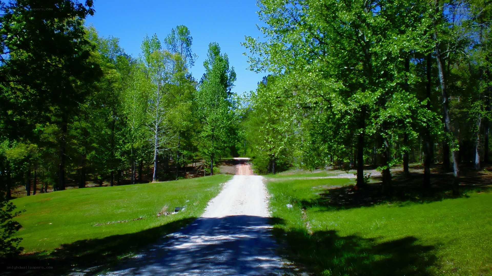 Forest path on a sunny day