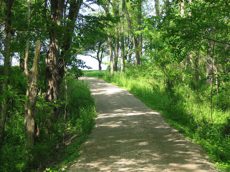 Forest path on a sunny day