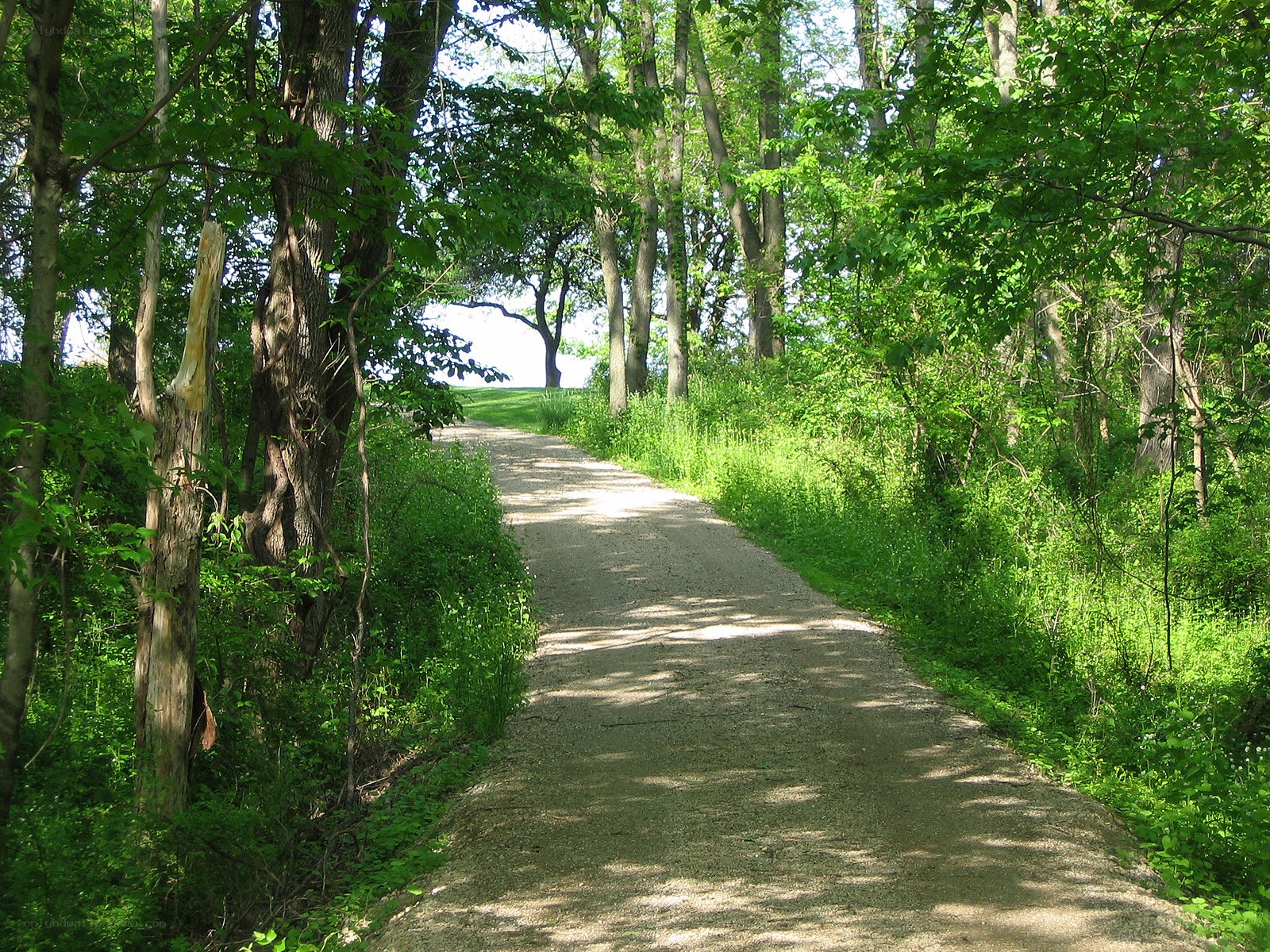 Forest path on a sunny day