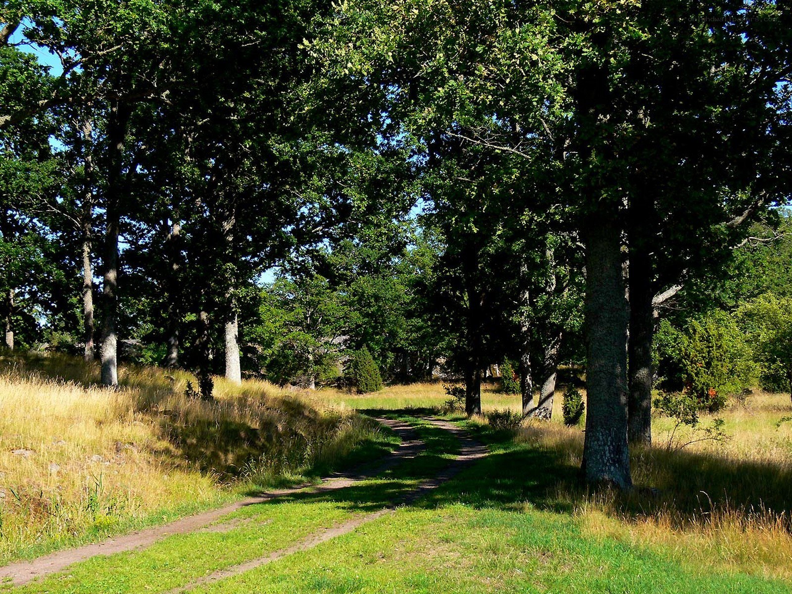 Forest path on a sunny day