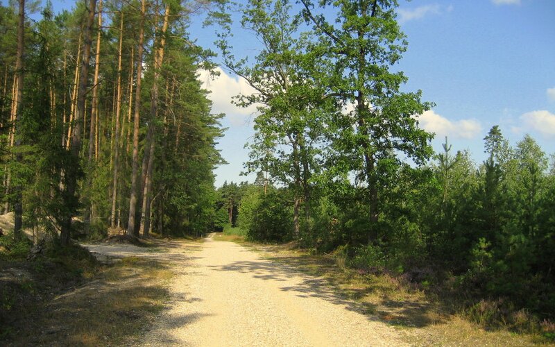 Forest path on a sunny day