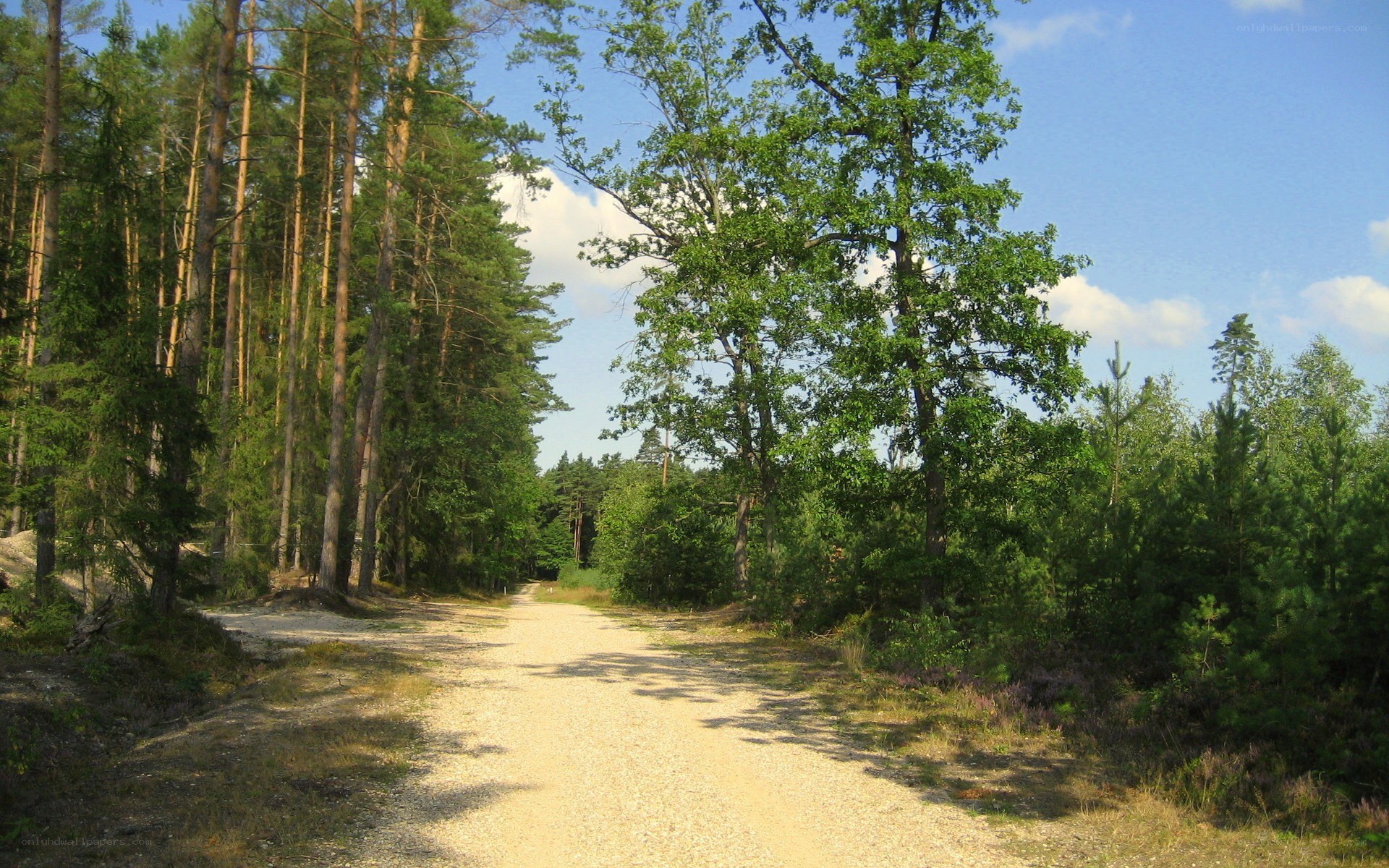 Forest path on a sunny day