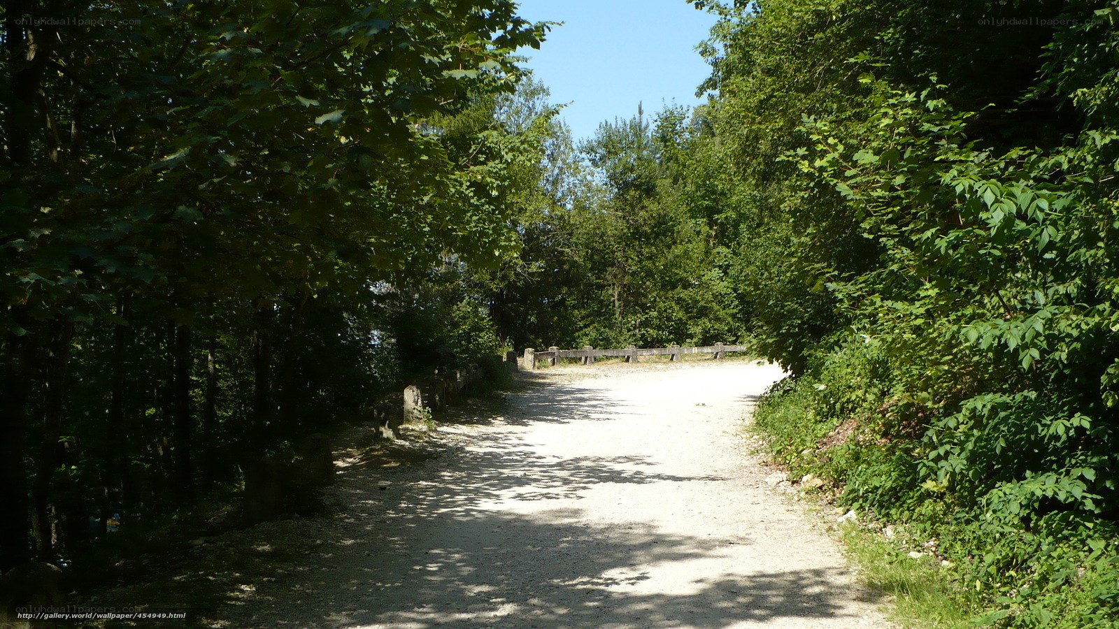 Forest path on a sunny day