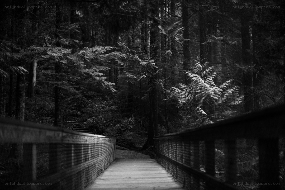 Forest path on a wooden bridge