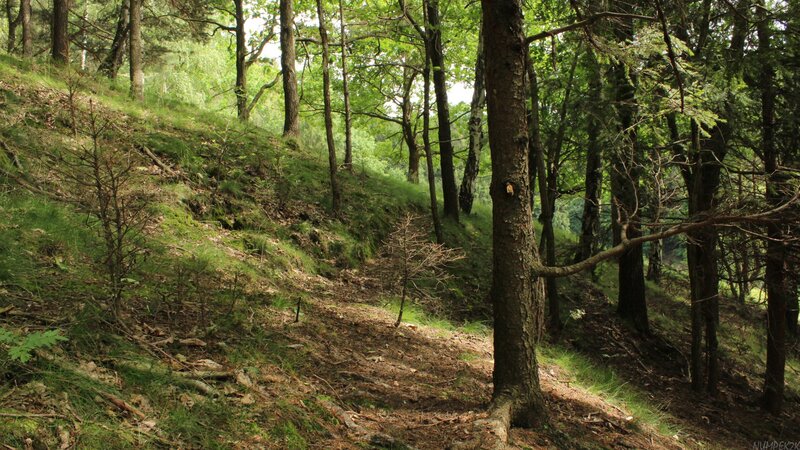 Forest Path on Hillside