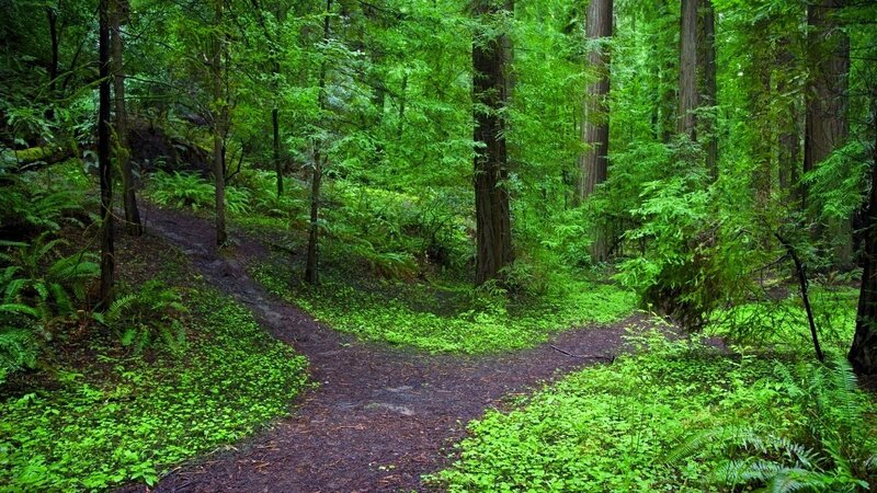 Forest path split in green woods