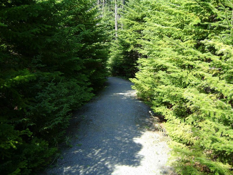 Forest path surrounded by trees