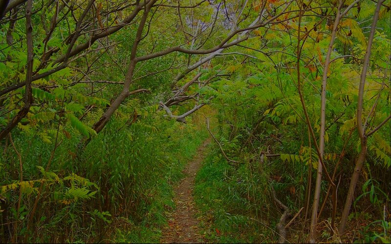 Forest path through dense foliage