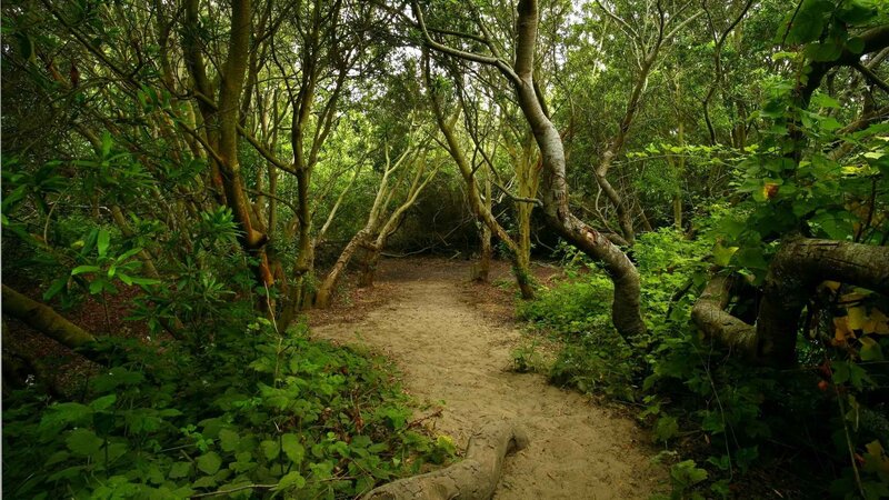 Forest path through dense trees